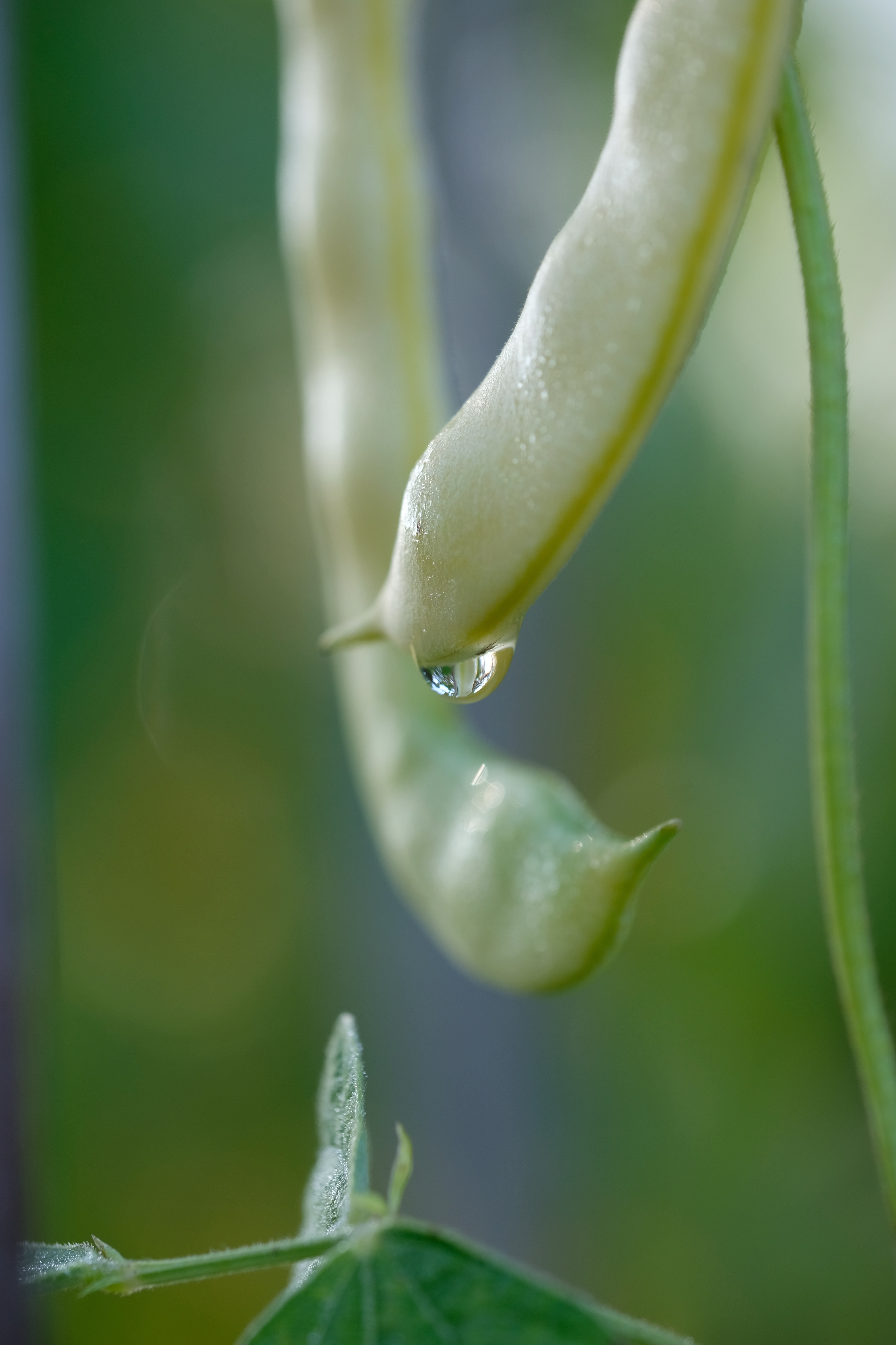 Citizen Science Experiment